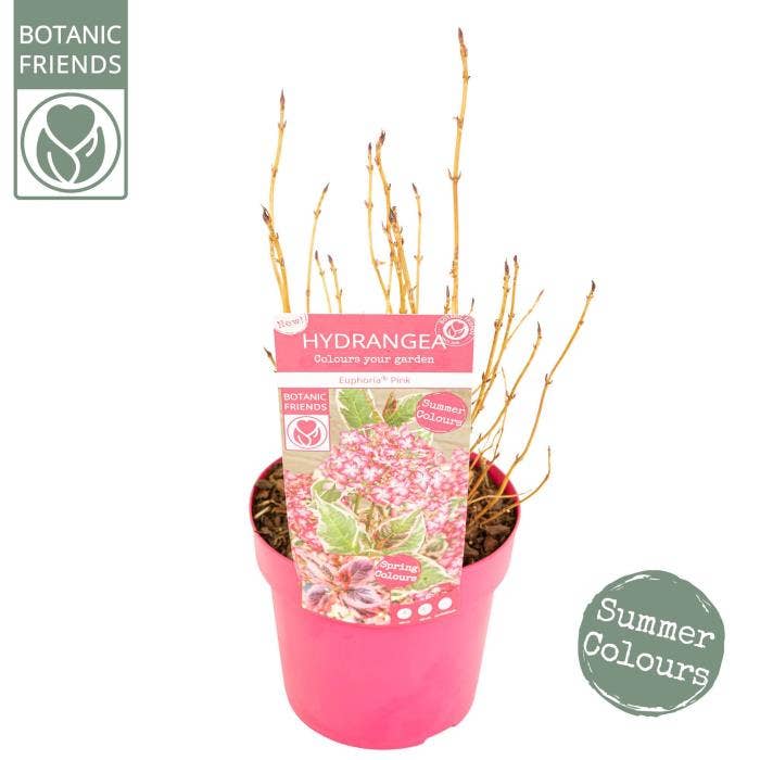 Hydrangea ser. 'Euphoria 'Pink'