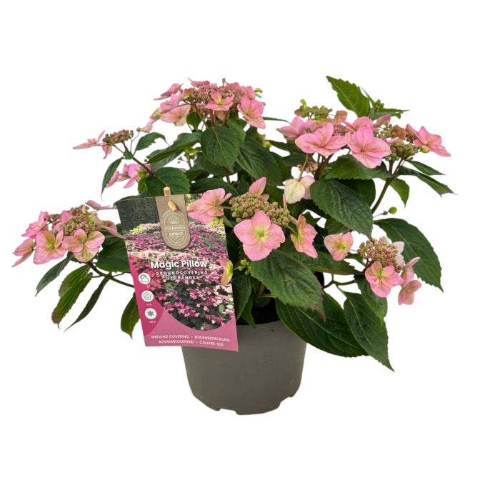 Hydrangea serr. 'Magic Pillow' Pink®