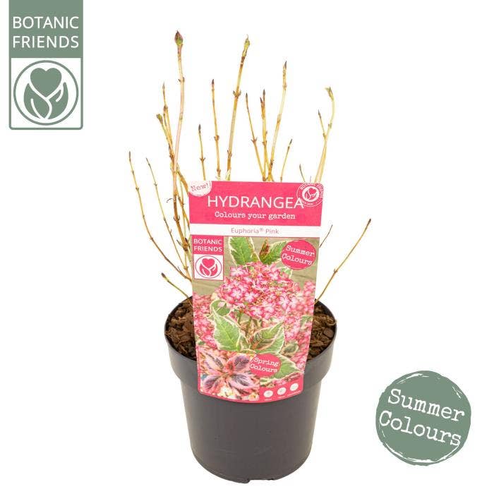 Hydrangea serrata Euphoria 'Pink'
