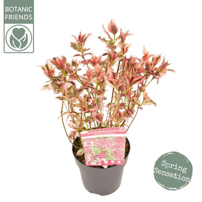 Hydrangea serrata Euphoria 'Pink'