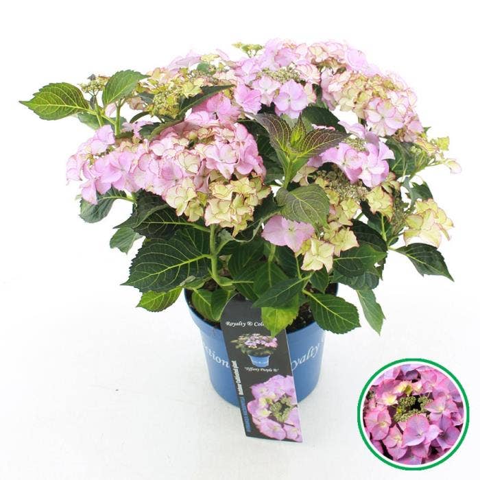Hydrangea teller Royalty® 'Tiffany' Purple