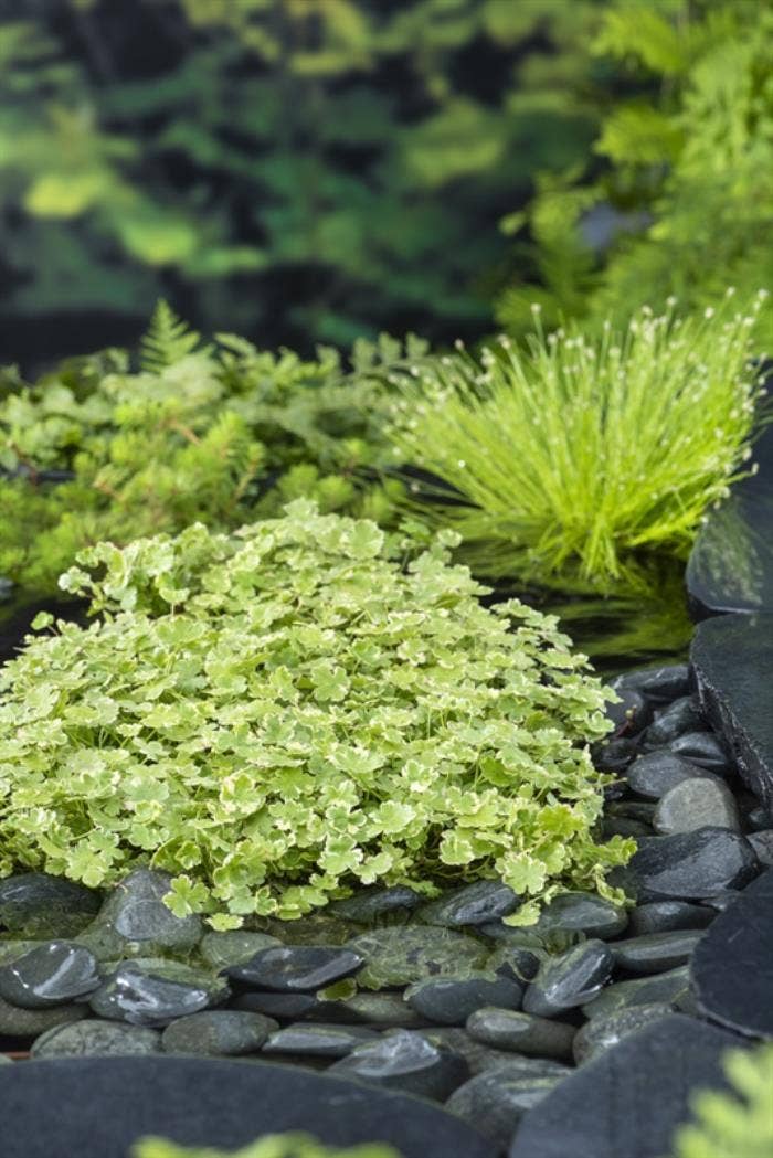 Hydrocotyle sib. variegata
