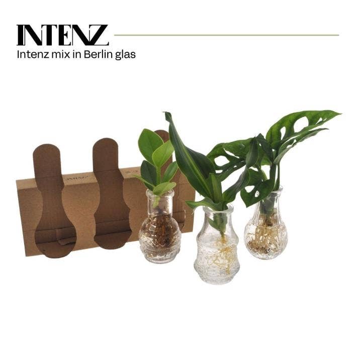 Hydroponics in Berlin
