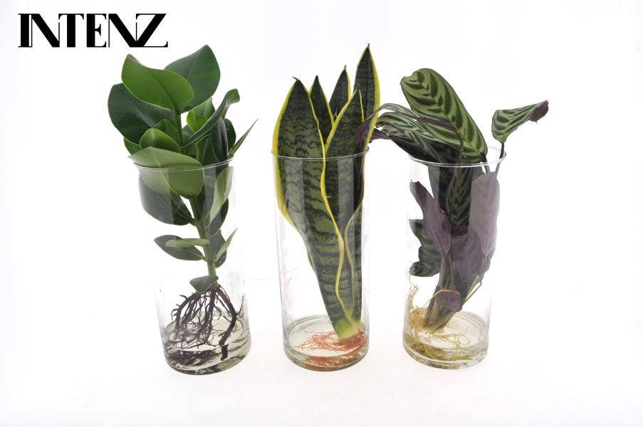 Hydroponics in Cylinder