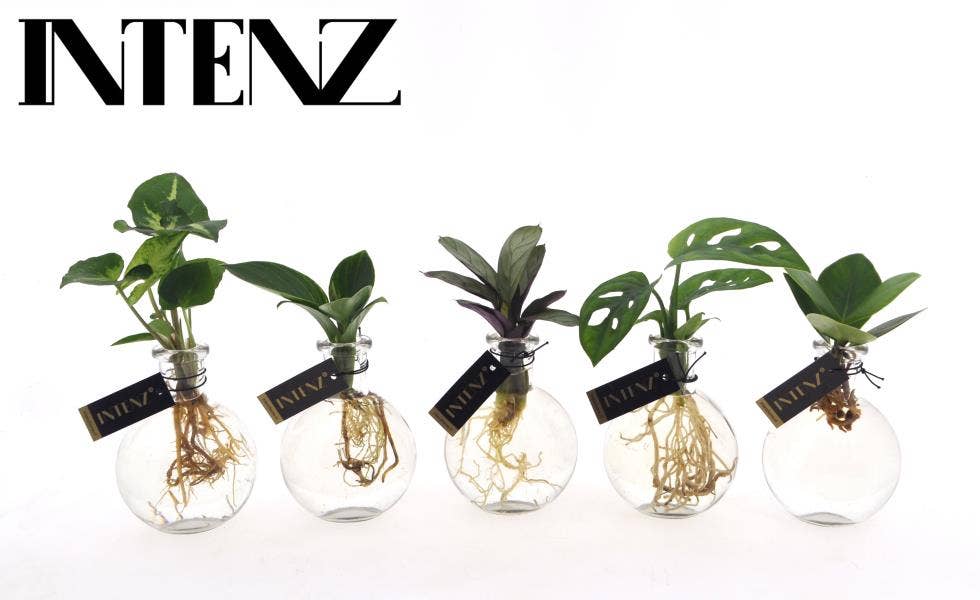 Hydroponics in Samoa