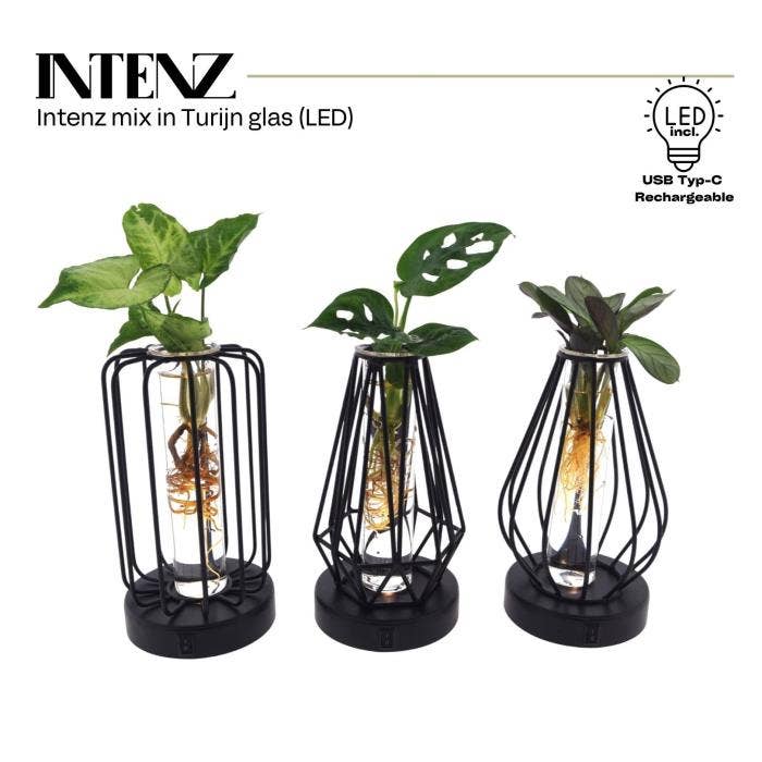 Hydroponics in Turijn + led