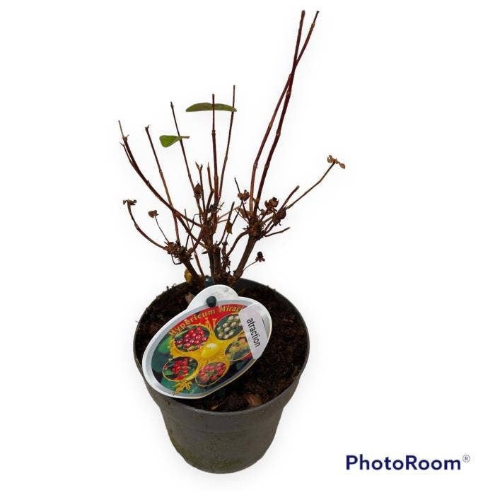 Hypericum 'Miracle Attraction'