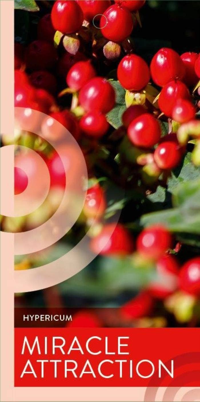 Hypericum 'Miracle Attraction'