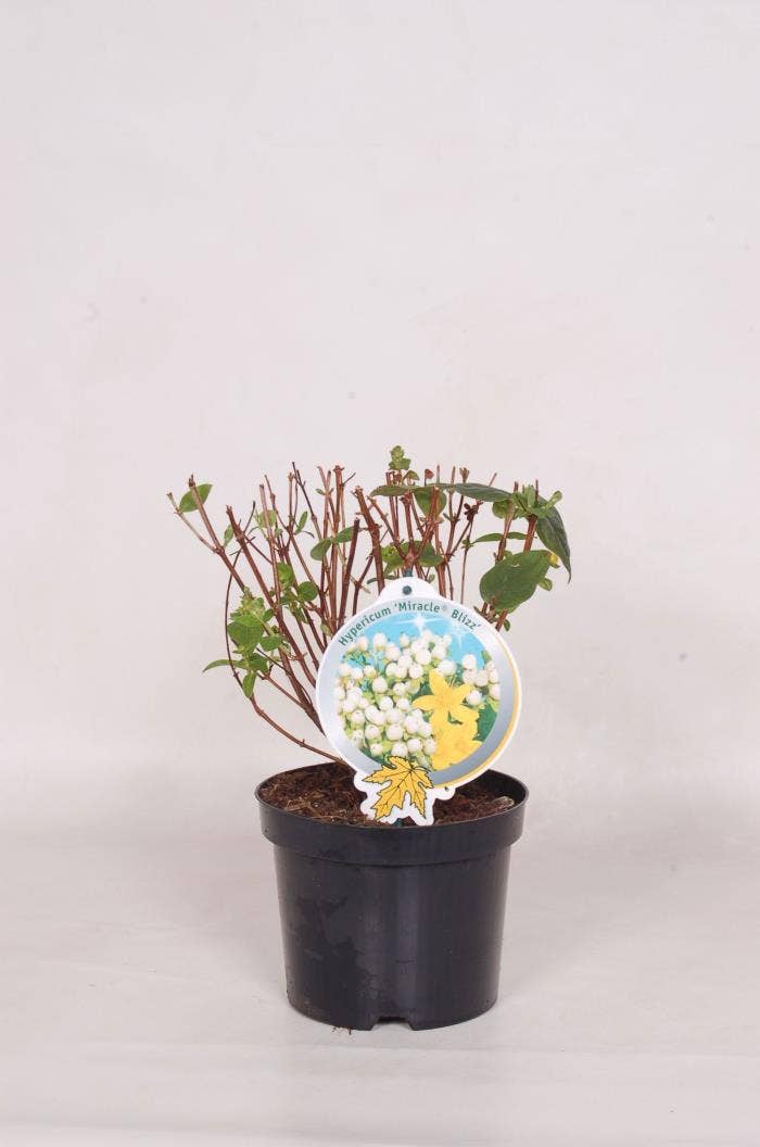 Hypericum 'Miracle Blizz'