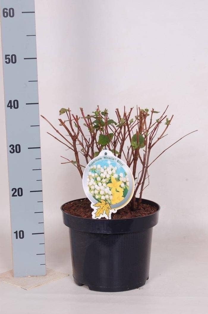 Hypericum 'Miracle Blizz'