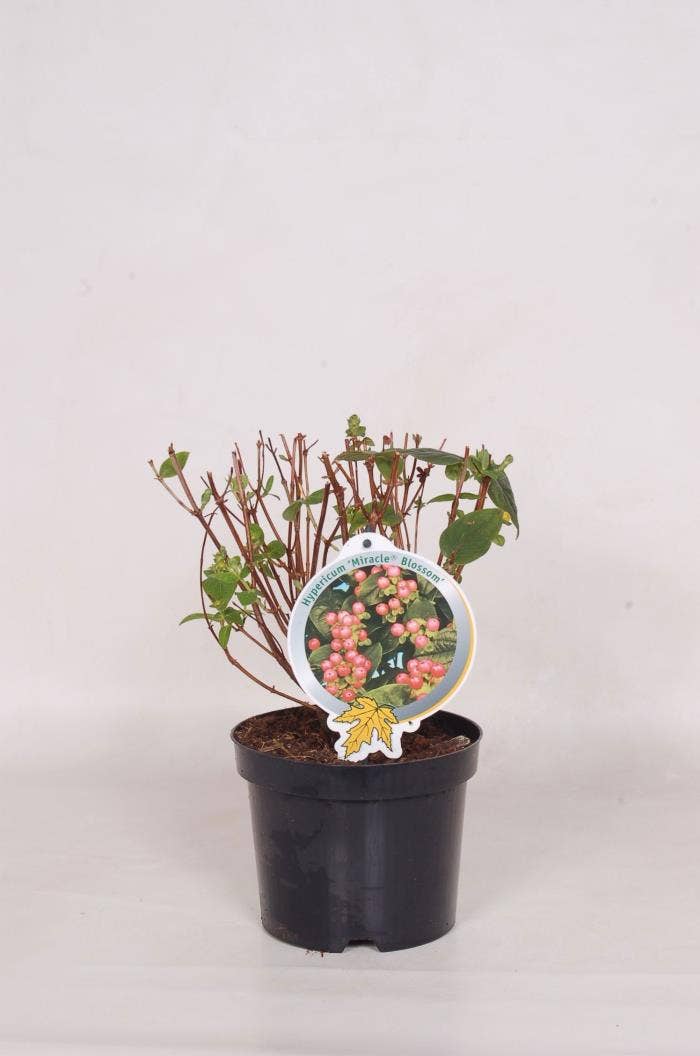 Hypericum 'Miracle Blossom'