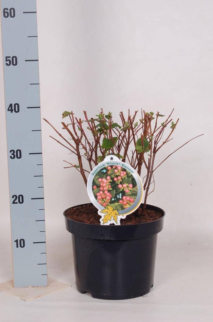 Hypericum 'Miracle Blossom'