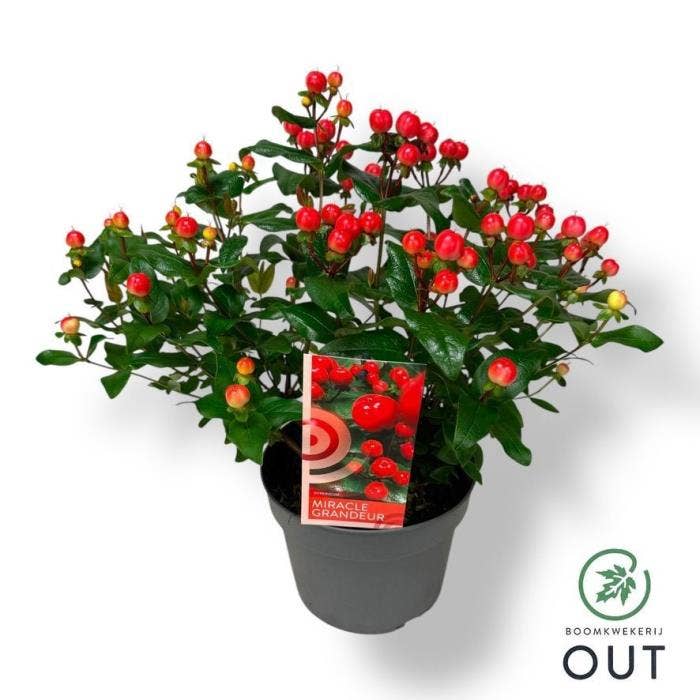 Hypericum 'Miracle Grandeur'
