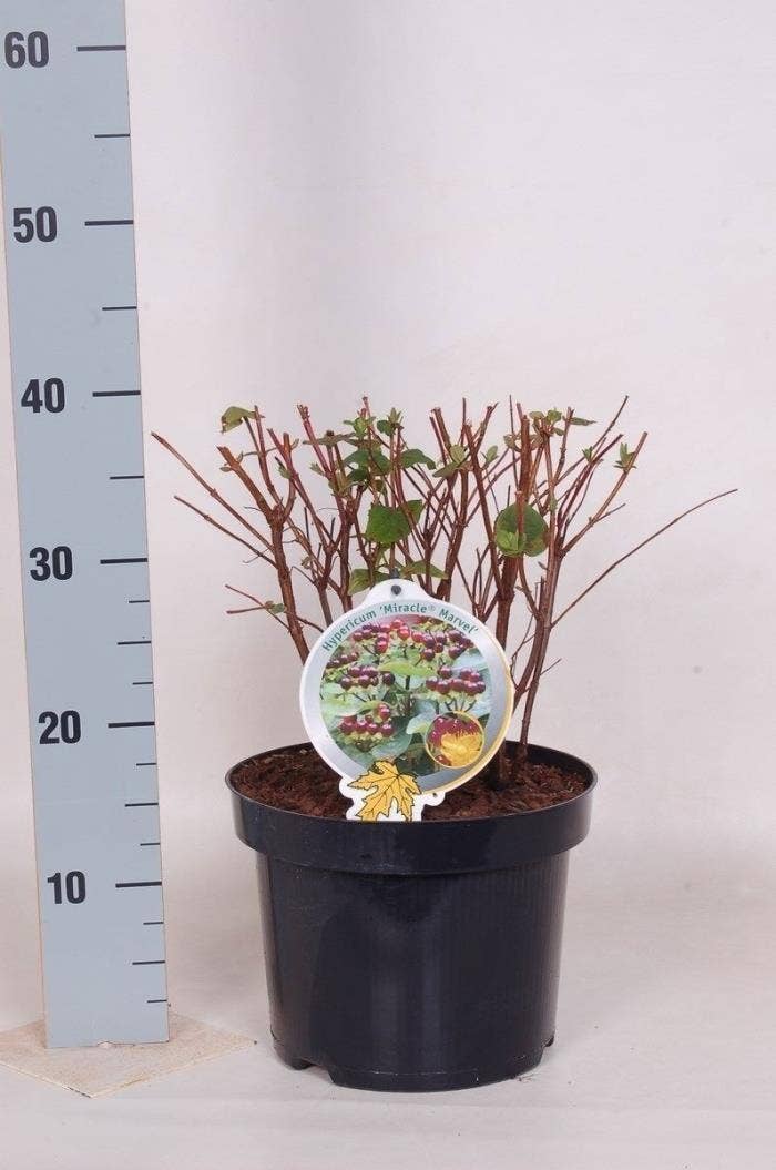 Hypericum 'Miracle Marvel'