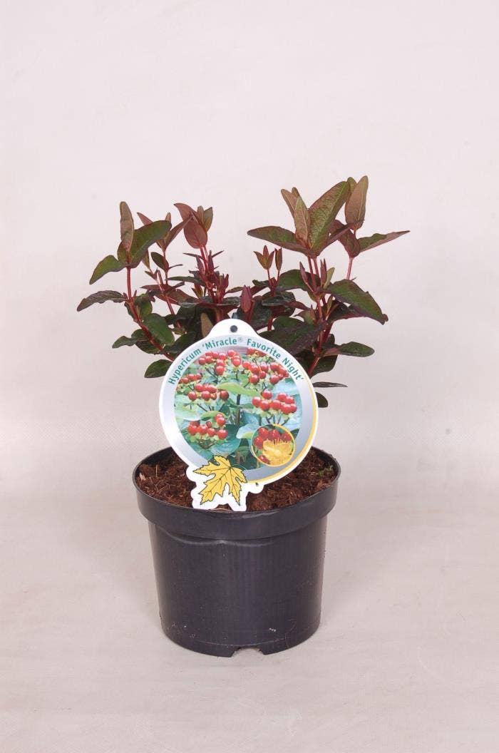 Hypericum 'Miracle Night'