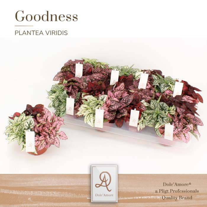 Hypoestes Trio