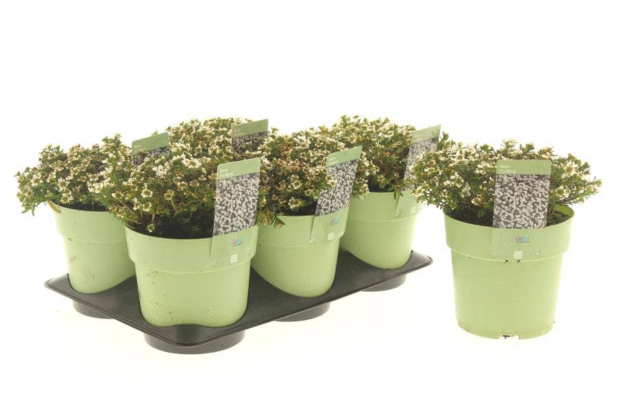 Iberis sem. 'Fishback'