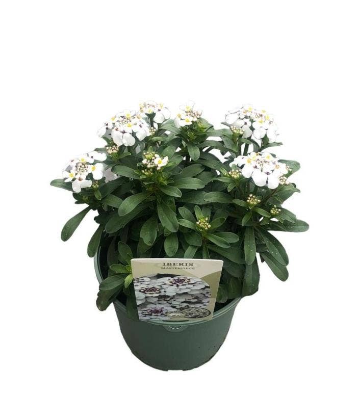 Iberis sem. 'Masterpiece'