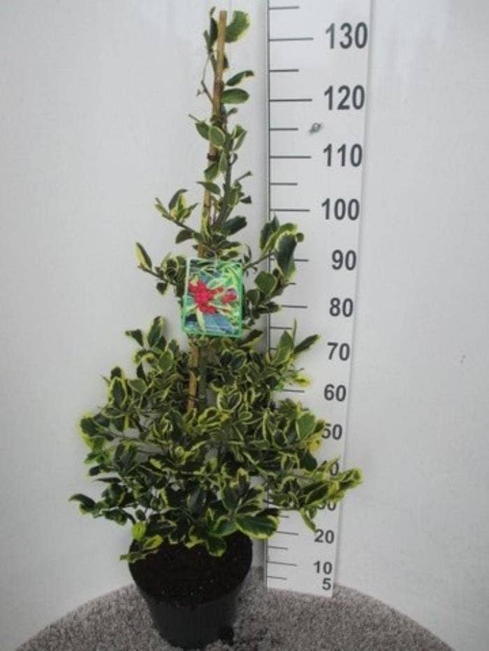 Ilex alt. 'Golden King'