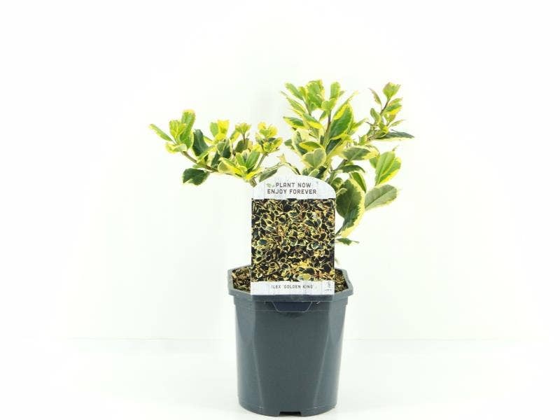 Ilex alt. 'Golden King'