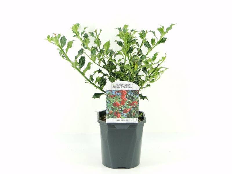 Ilex aqu. 'Alaska'