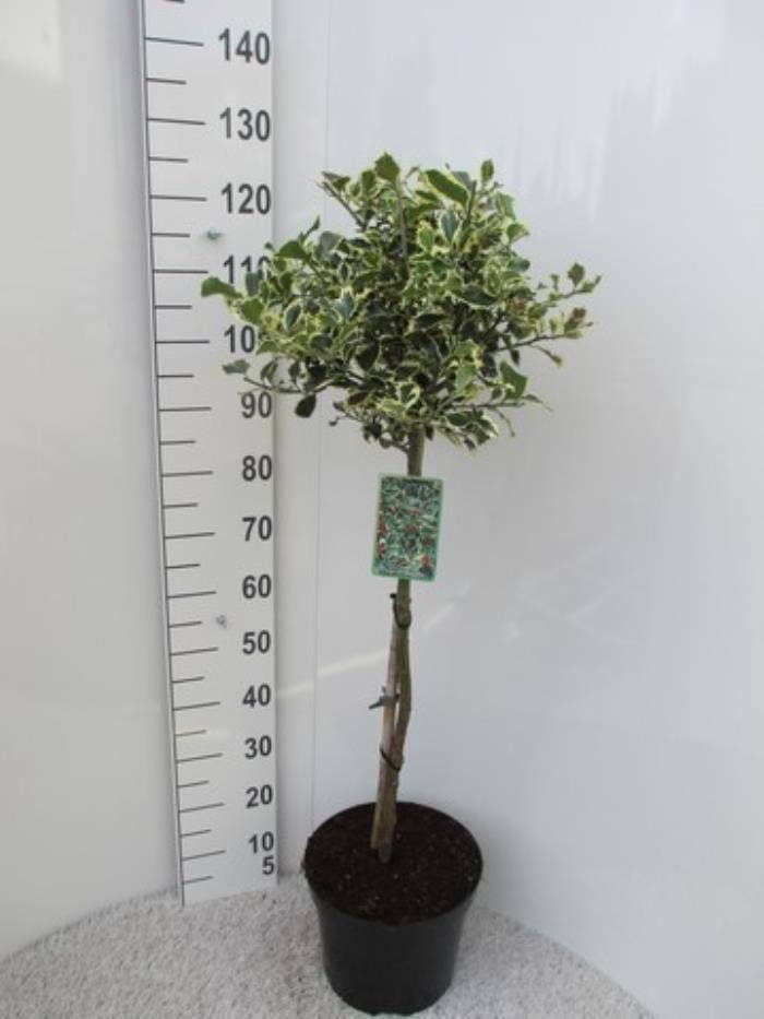 Ilex aqu. 'Argentea Marginata'