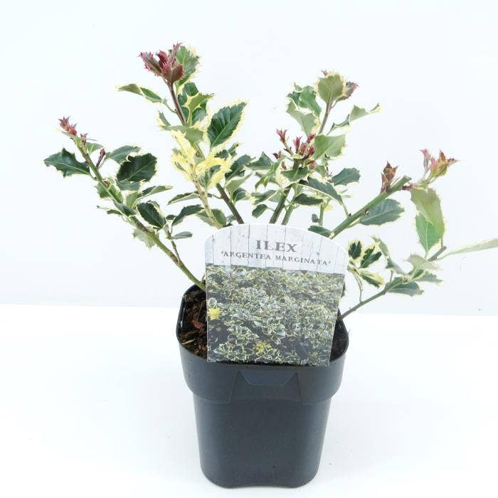 Ilex aqu. 'Argentea Marginata'