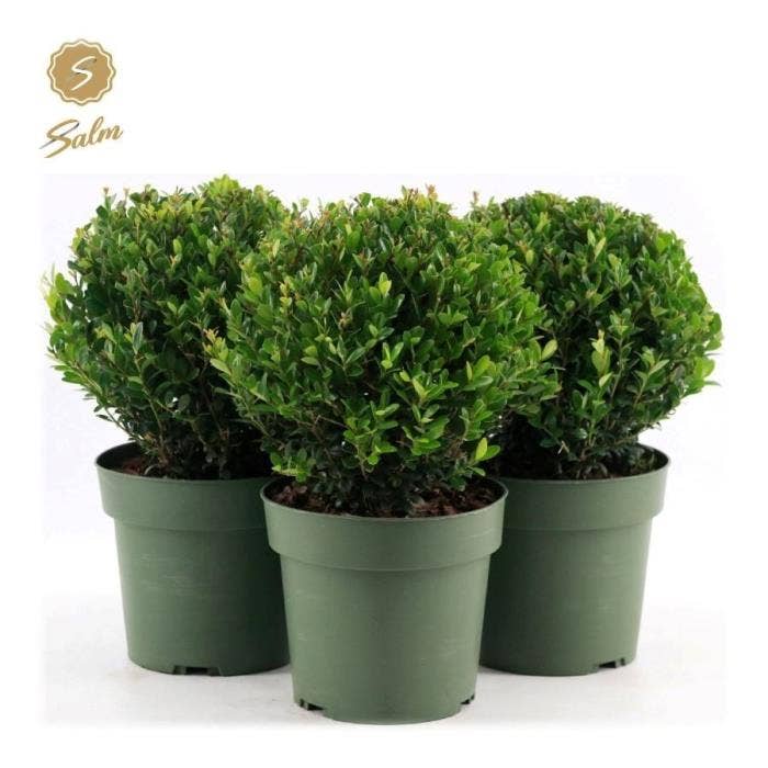 Ilex cren. 'Jenny'® Ball Ø20