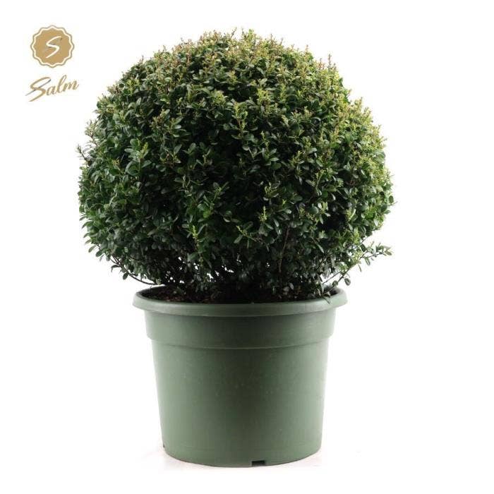 Ilex crenata Ball Ø60cm