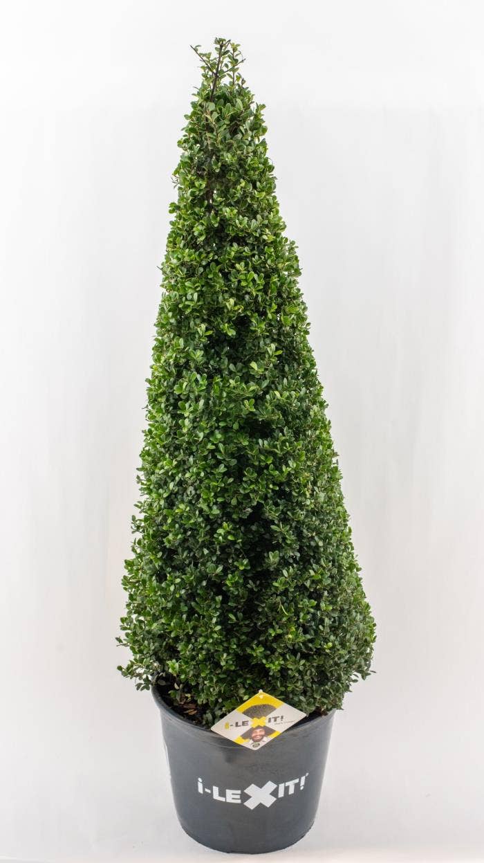 Ilex crenata Dark Green, P32, Kegel 90-100cm