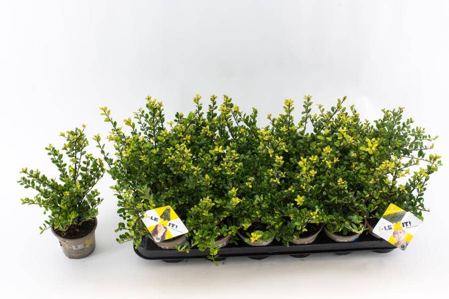 Ilex crenata Dark Green