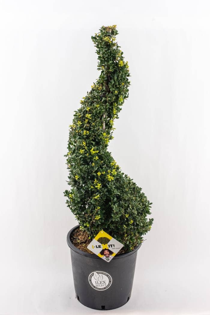 Ilex crenata Dark Green