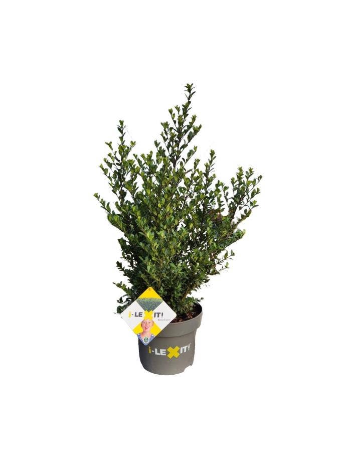 Ilex crenata 'Dark Green'