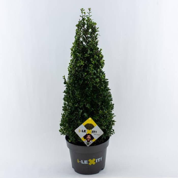 Ilex crenata Dark Green