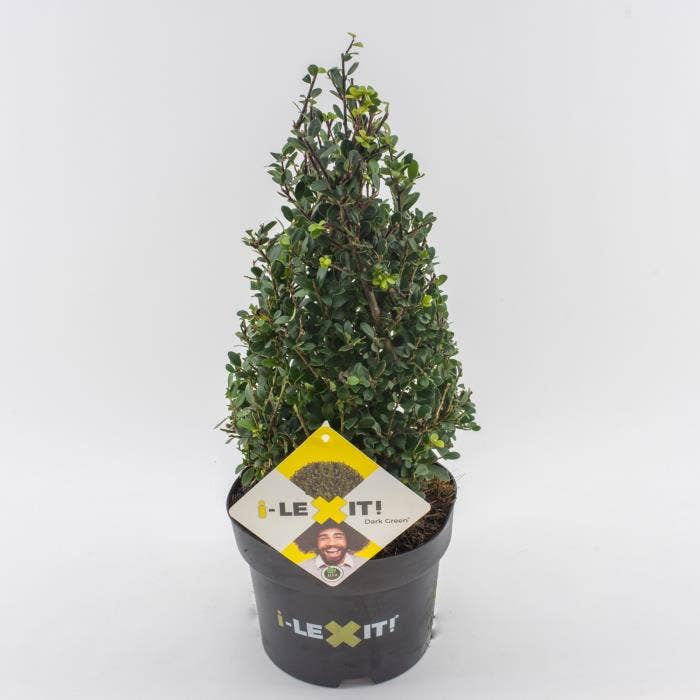 Ilex crenata Dark Green