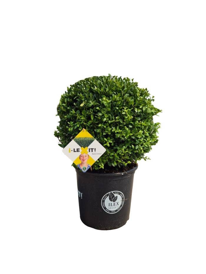 Ilex crenata 'Dark Green'