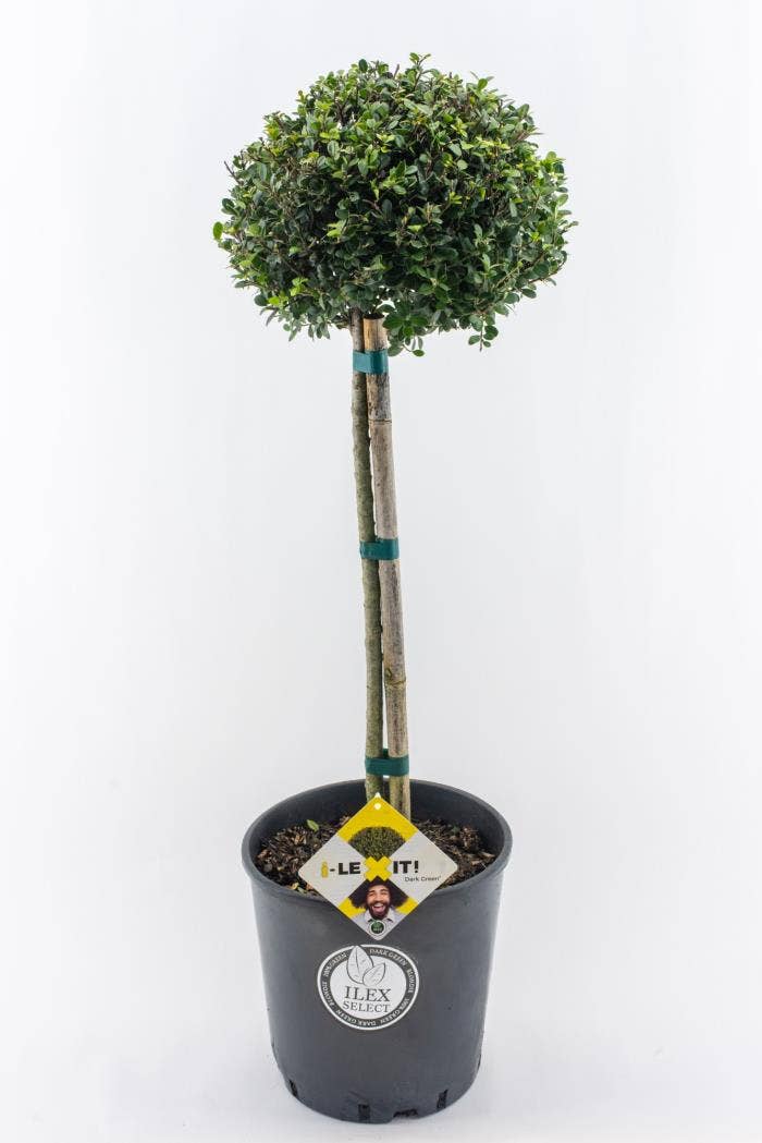 Ilex crenata Dark Green