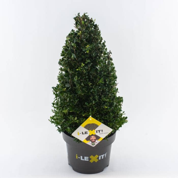 Ilex crenata Dark Green