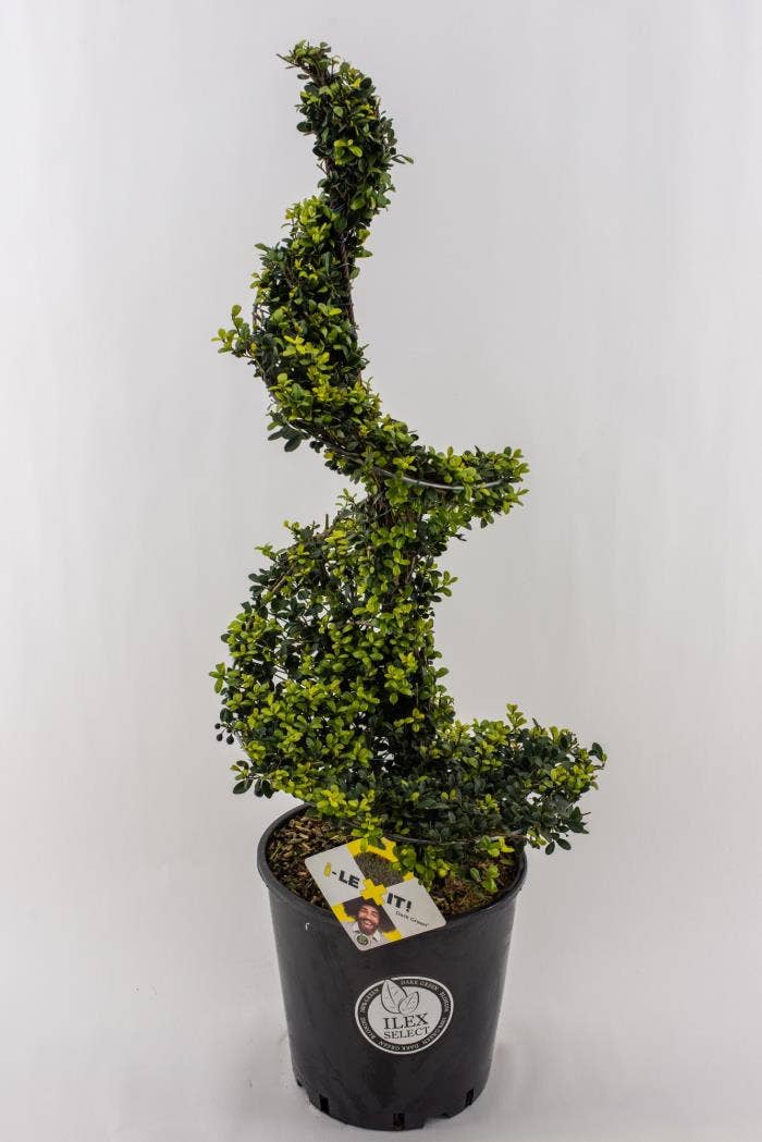 Ilex crenata Dark Green