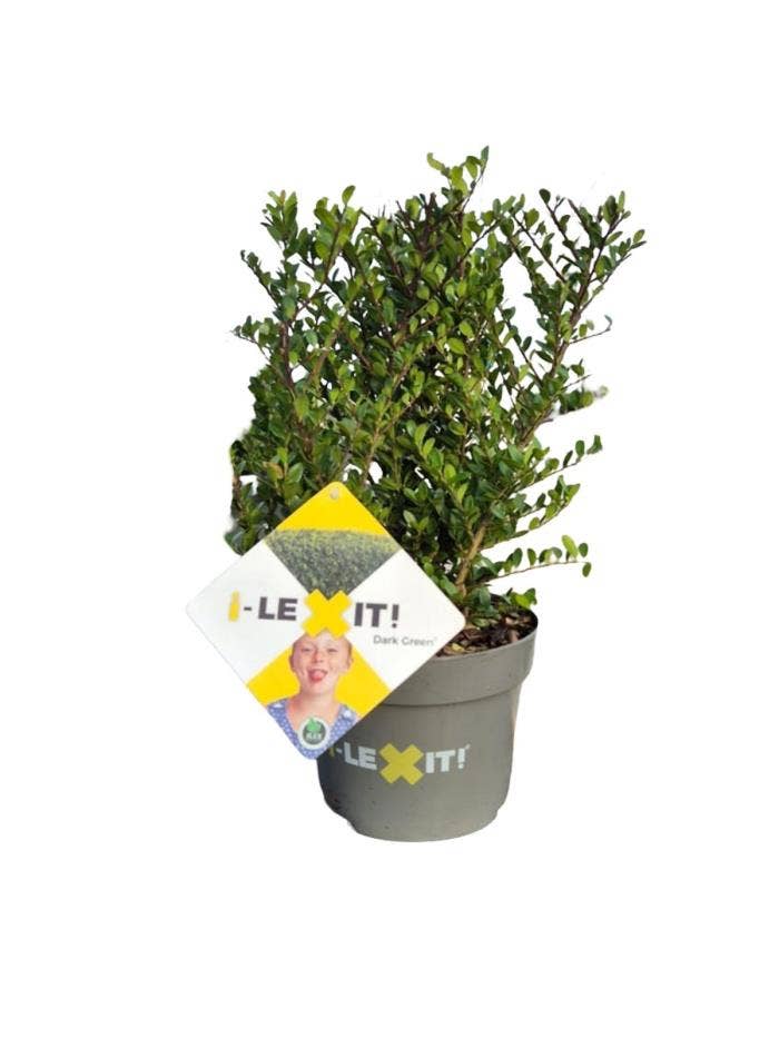 Ilex crenata 'Dark Green'