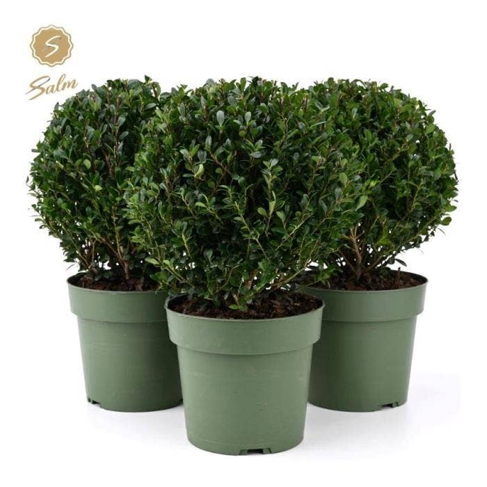 Ilex crenata 'Jenny'