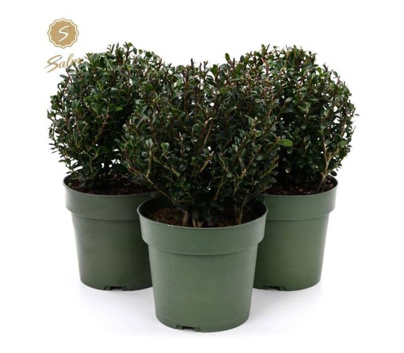Sfera Di Ilex Crenata - Vendita Piante On Line - Foto 6