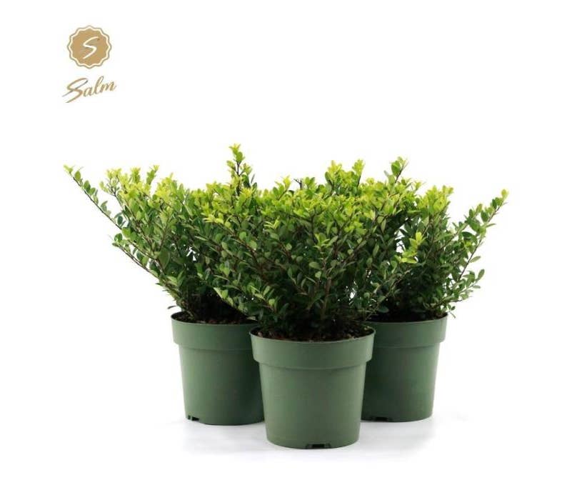Ilex crenata 'Jenny'