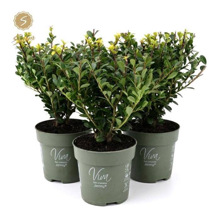 Ilex crenata 'Jenny'