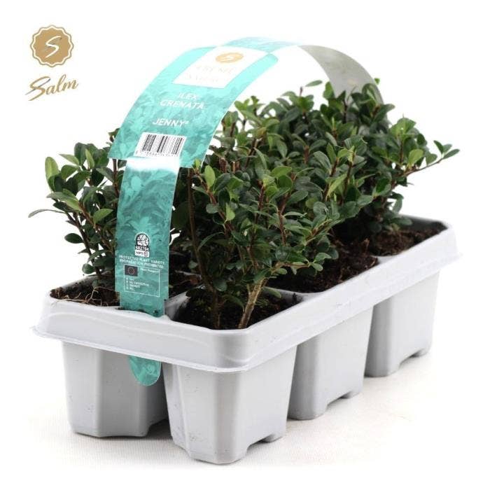 Ilex crenata 'Jenny'® 6-pack