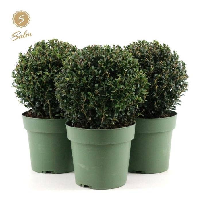 Ilex crenata 'Jenny'® Ball