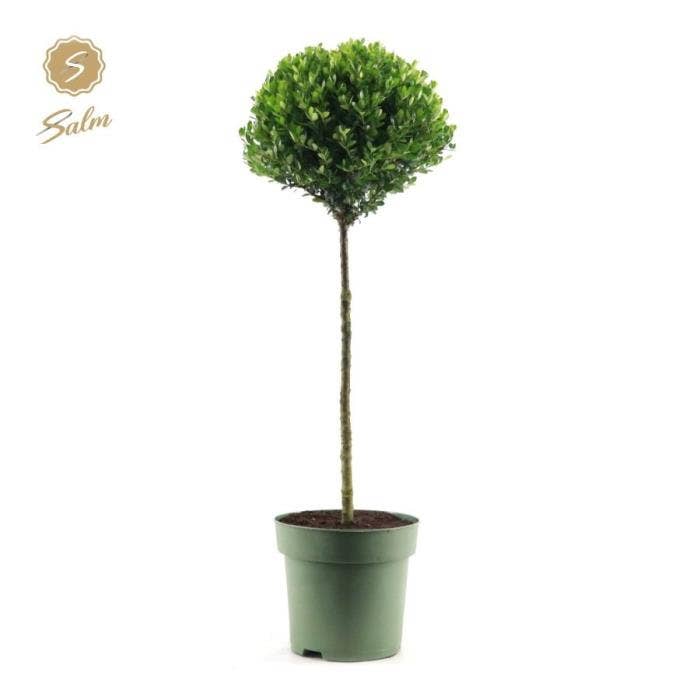 Ilex crenata 'Jenny'® Mono-Ball