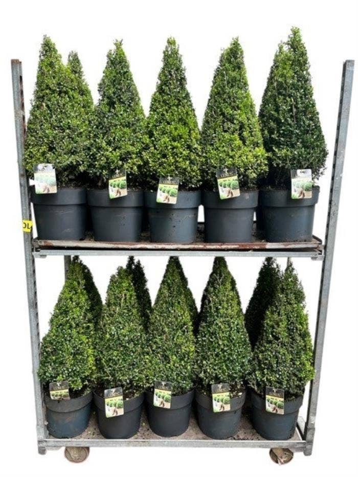 Ilex crenata Luxus ®