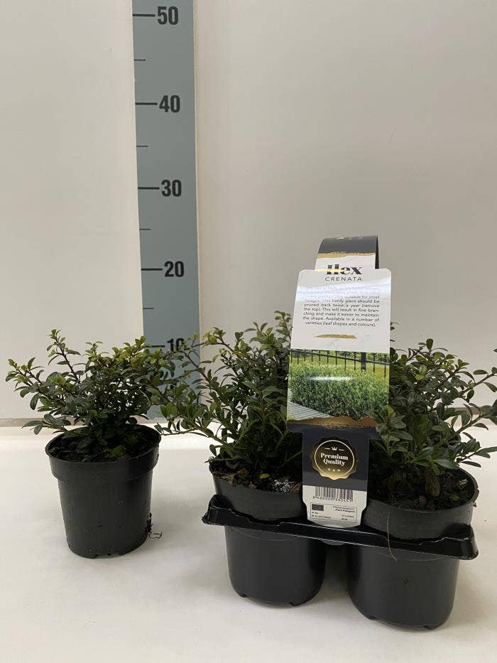 Ilex crenata 'Stokes' 6-pack