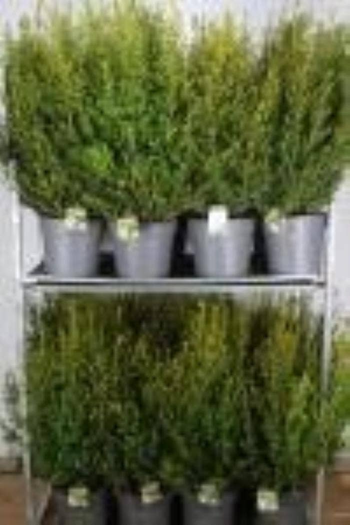 Ilex crenata